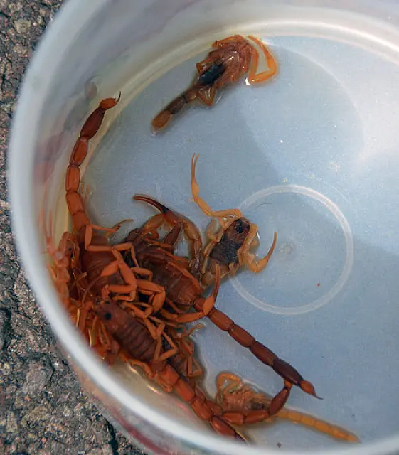 Escorpiões invadem bairro e preocupam moradores