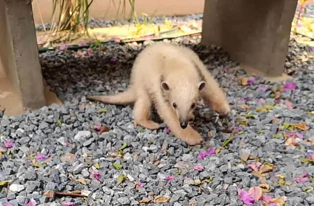Pouca idade e muita garra: filhote de tamanduá se recupera em Bonito
