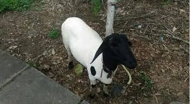 Ladrão furta carneiro de propriedade na Boiadeira, em Anastácio