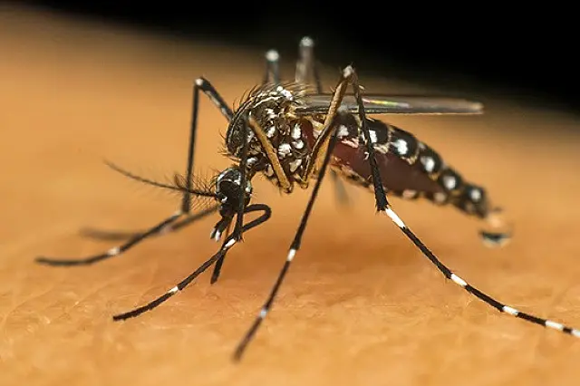 Campo Grande é a primeira do Brasil cidade a notificar casos de dengue em farmácias