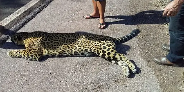 Onça-pintada é encontrada morta e com sinais de atropelamento na BR-262
