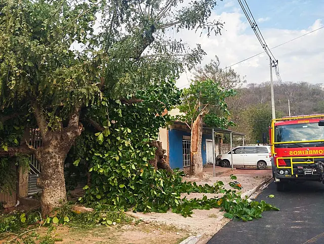 Árvores caem em portão de casa e bombeiros levam 3h para retirada