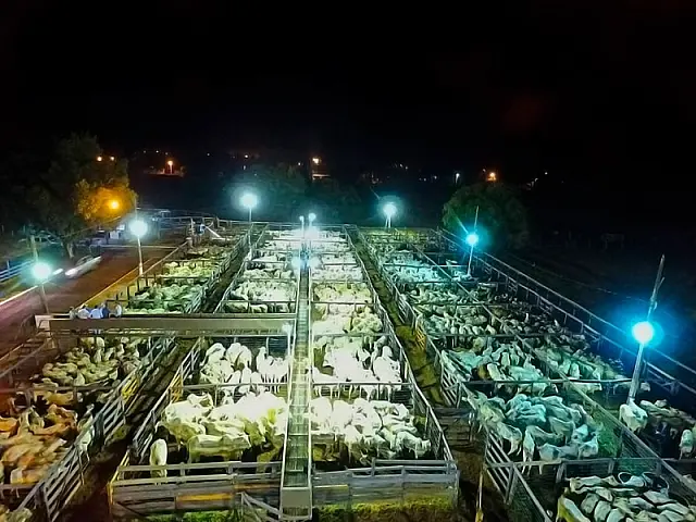 Marca P Remates realiza 30º leilão no dia 26 de março