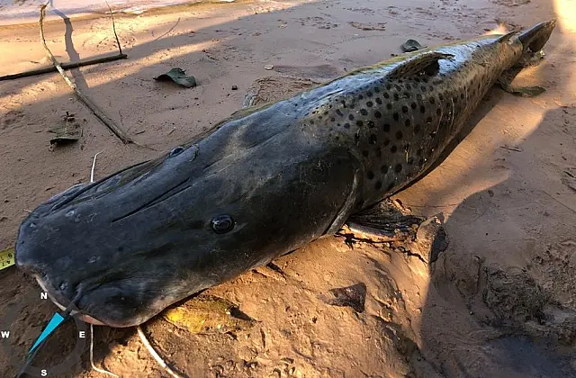Durante operação, homem é detido por pesca predatória no rio Aquidauana