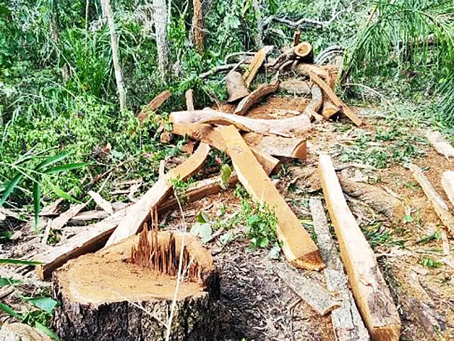 Exploração ilegal de madeira é registrada em Aquidauana