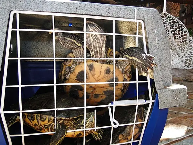 PF apreende animais em loja no centro de Campo Grande