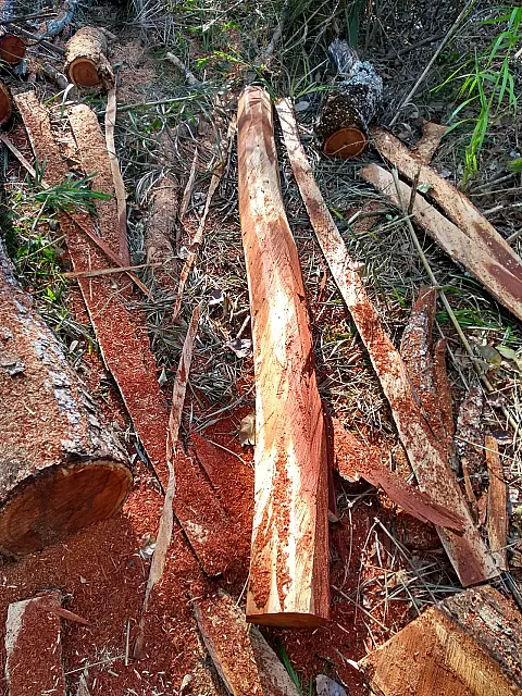 Homem é multado em R$ 9 mil por derrubar árvores em Miranda