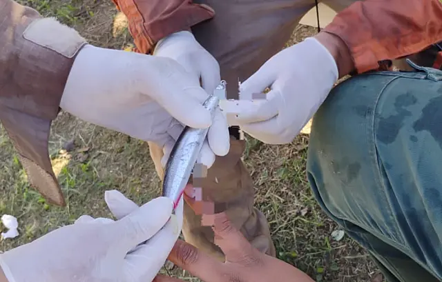 Bombeiros fazem retirada segura de anzol encravado em pescador no Pantanal