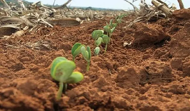 Produtores de soja tem até 31 de dezembro para cadastrar área de plantio