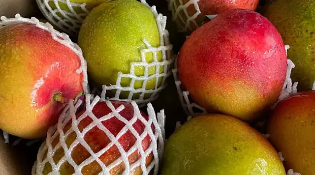 Frio e safra favorecem queda nos preços de hortifrutis na Ceasa-MS