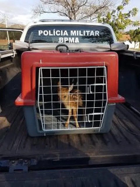 Debilitado, filhote de 'veado' é resgatado em Corumbá