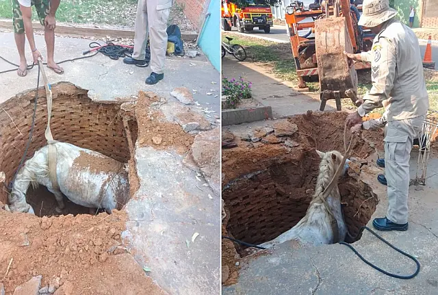 Cavalo é resgatado de fossa em Anastácio