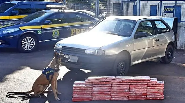 Vídeo: Cães encontram droga escondida em estofado de veículo