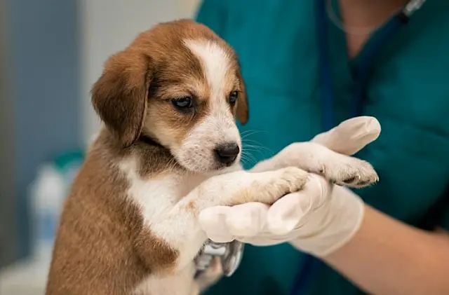 Programa MS Vida Animal lança Caravana da Castração na quarta-feira