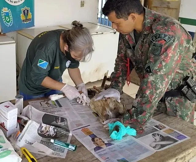 PMA resgata seriema com perna fraturada