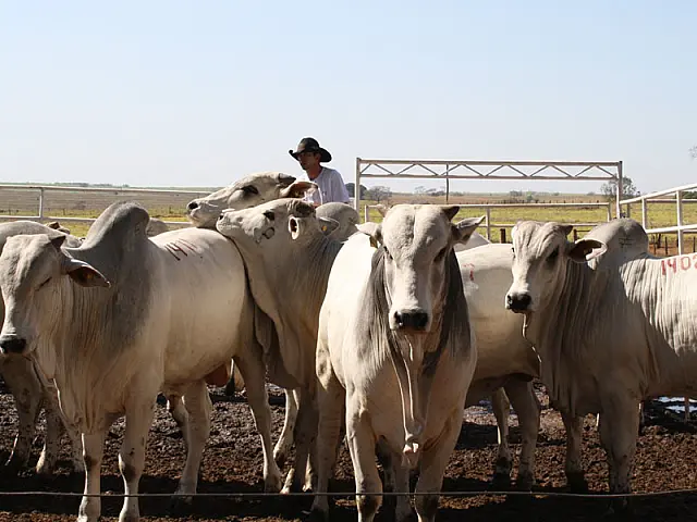Agro CFM promove Megaloja com fornecimento de Nelore a pasto em Aquidauana