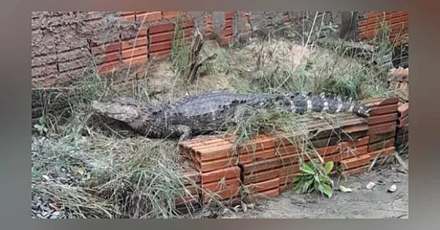 Jacaré é capturado no quintal de residência em Ladário