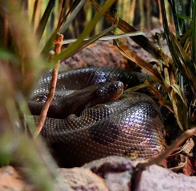 No Dia da Cobra, sucuri Gaby faz pose em Bioparque Pantanal