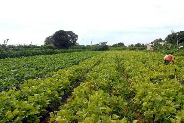 Censo Agropecuário começa neste domingo e visitará 5 milhões de estabelecimentos