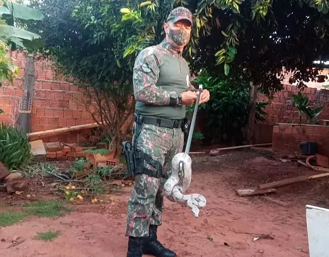 PMA captura jiboia de mais de 1 metro em residência