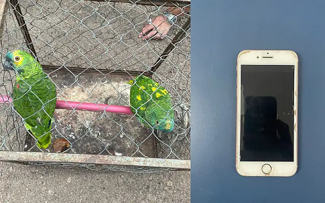 Operação policial prende foragidos, celulares furtados e até aves silvestres