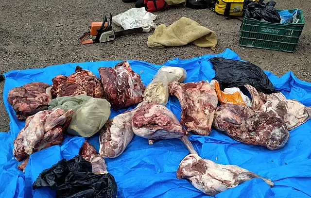 PMA multa homem por transporte irregular de carnes e motosserra