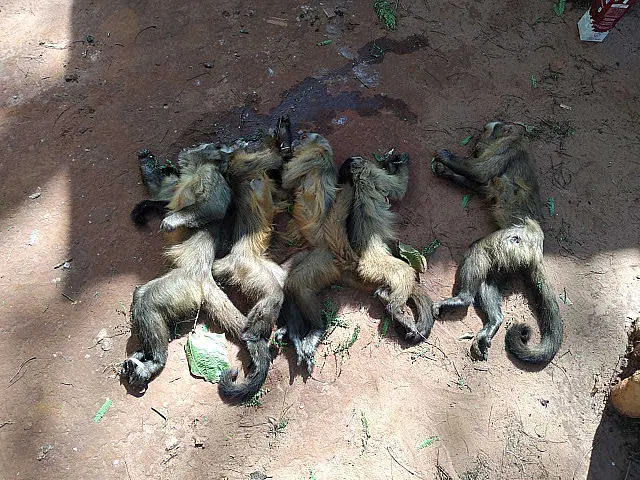 PMA encontra cinco macacos mortos por envenenamento em MS