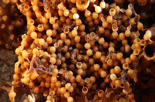 Com regularização de cadastro de produto MS poderá ampliar a produção de mel