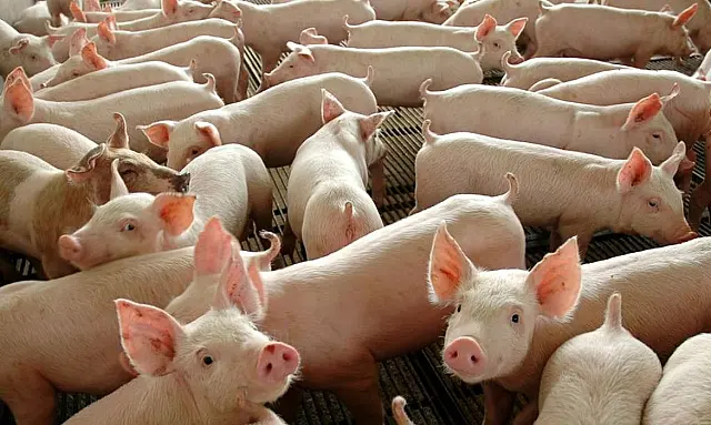 Chile passará a importar carne suína do Paraná