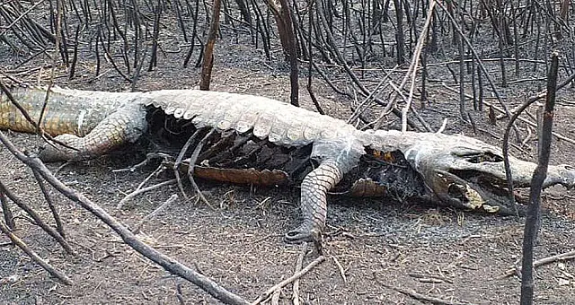 Animais silvestres morrem queimados e incêndio pode ter sido criminoso