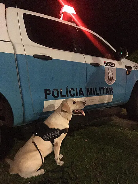 Com ajuda de cães farejadores, polícia apreende drogas na BR-262