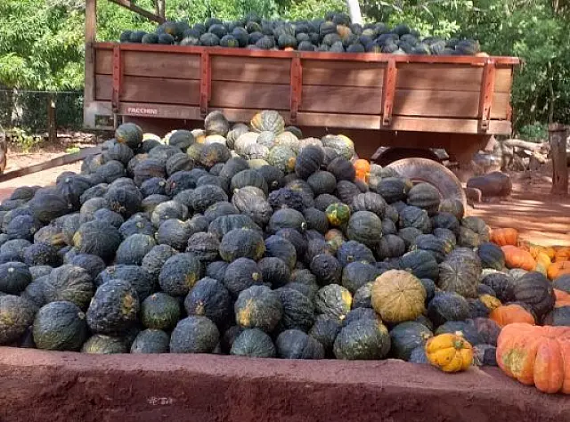 Departamento de Agricultura auxilia produtores no transporte de produção