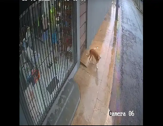 Doguinha Luly está desaparecida e família pede ajuda em Anastácio
