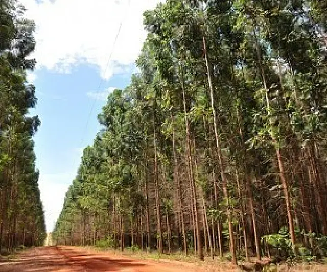 Sem perder rebanho, pecuária dá espaço para novas culturas