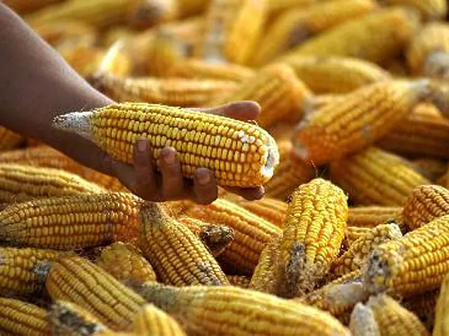 Grupo chinês investirá US$ 320 milhões para implementar fábrica no Brasil