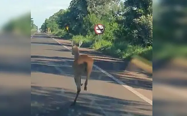 A caminho de Corumbá, aquidauanenses são surpreendidos por cervo na estrada