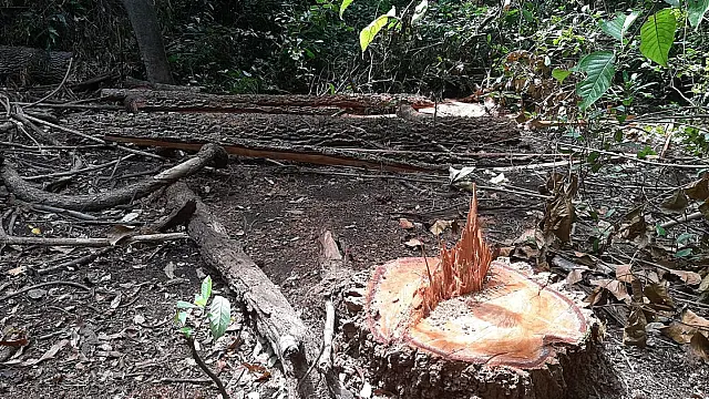 Capataz é multado em R$ 300 após derrubada ilegal de árvore em Nioaque