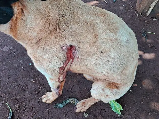 Cachorro é baleado a tiros em assentamento de Rio Brilhante