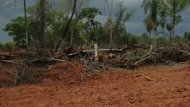 PMA autua assentado por incêndio e desmatamento ilegal de 4 hectares