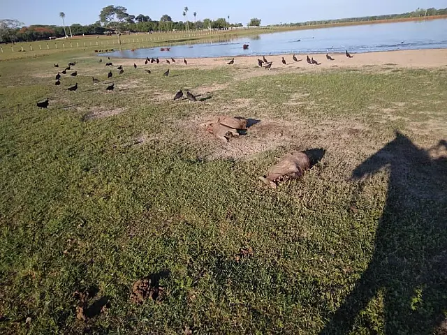 Capataz é preso em flagrante por matar nove capivaras envenenadas