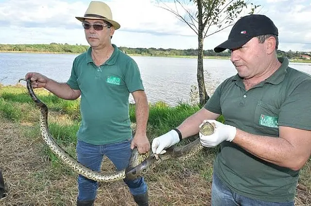 Sucuri de 2,6 metros é encontrada com lacre de tampa de galão enroscada ao corpo