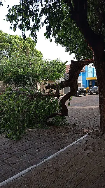 Galho despenca após caminhão passar por rua no Centro de Aquidauana