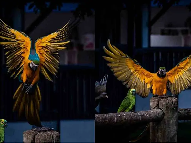 Biólogo fica parado por 40 minutos para fazer foto perfeita de arara