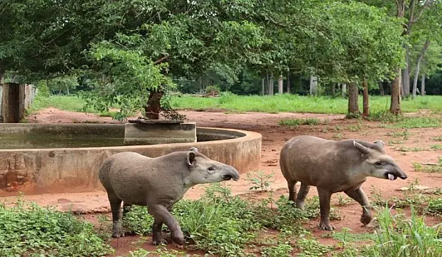 Após 2 anos de reabilitação, antas são liberadas na natureza do Pantanal
