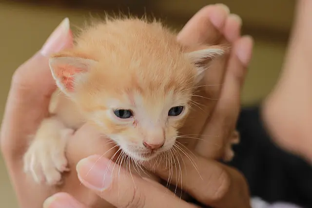 CCZ de Anastácio incentiva adoção responsável de cães e gatos no fim de ano