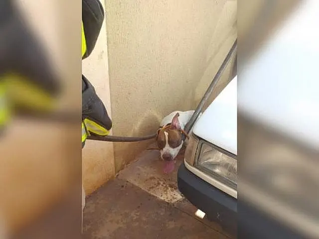 Pitbull tem “ataque de fúria” e morde o próprio dono em residência