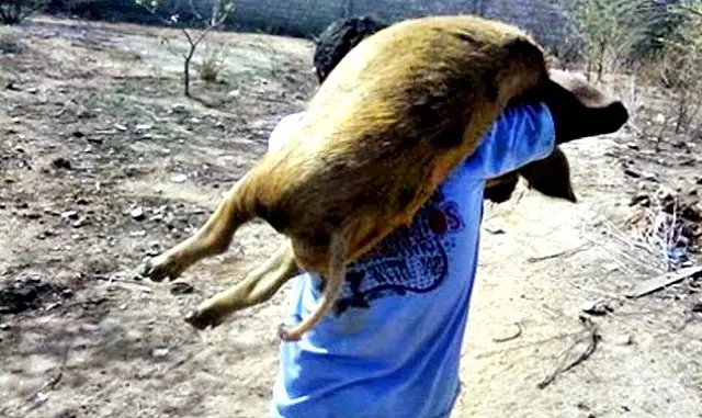 Ladrões invadem chácara em Aquidauana e furtam dois porcos