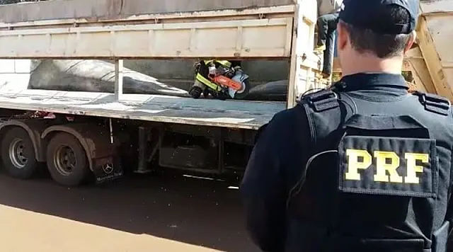 PRF apreende 927kg maconha escondidos em fundo falso de carreta