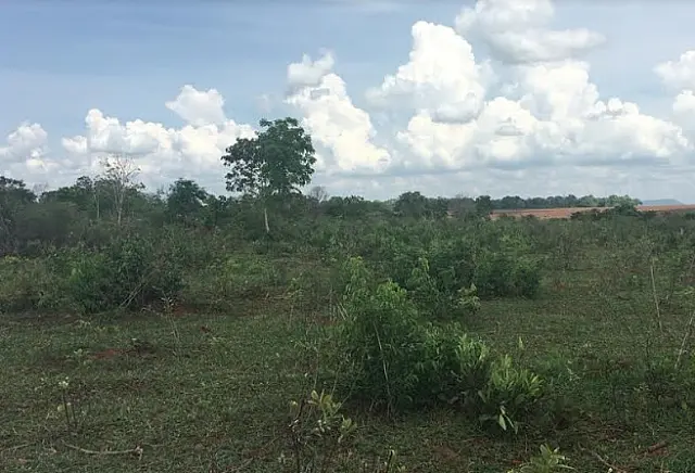 Três fazendeiros são multados pela PMA por desmatamento em Terenos
