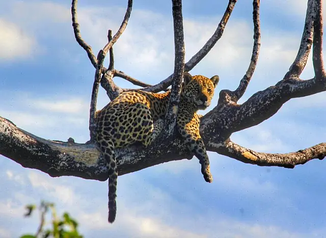 Dona do Pantanal: Onça é flagrada deitada em 'paliteiro' na Serra do Amolar